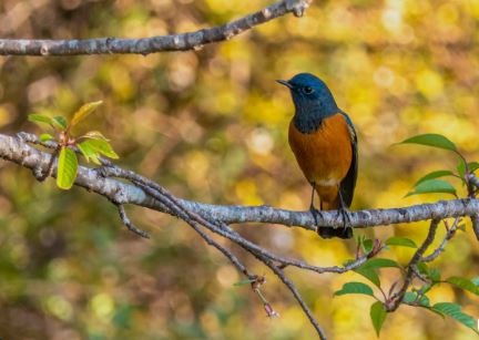 Birdwatching in Pangot: A Himalayan Avian Retreat